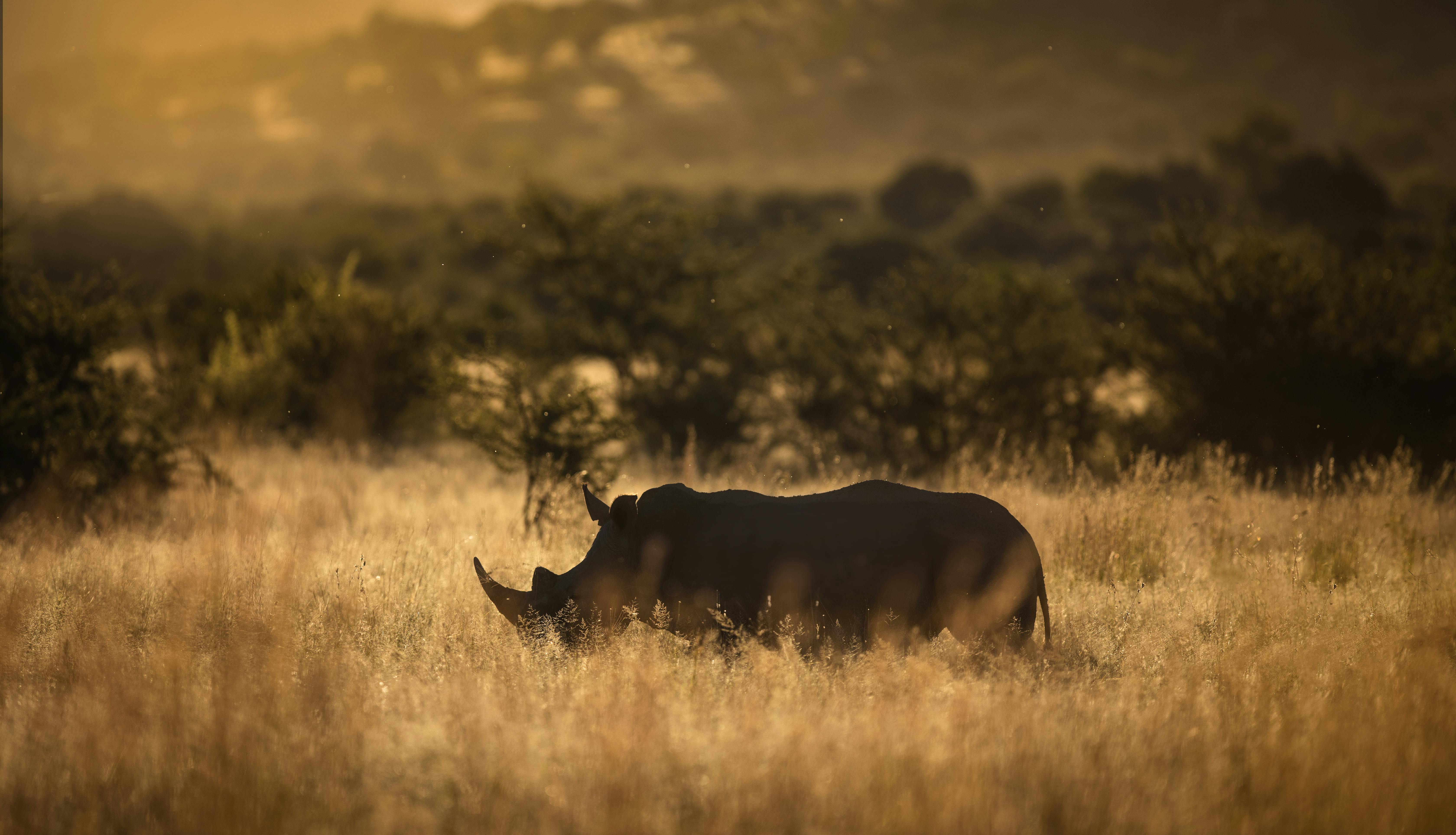 Zdjęcie Masai Mara