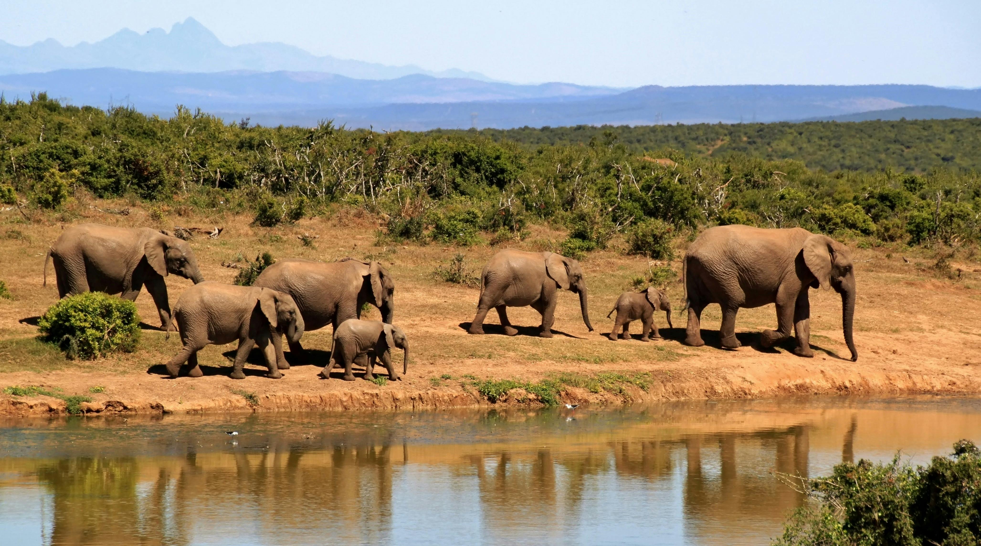 Zdjęcie Tsavo East