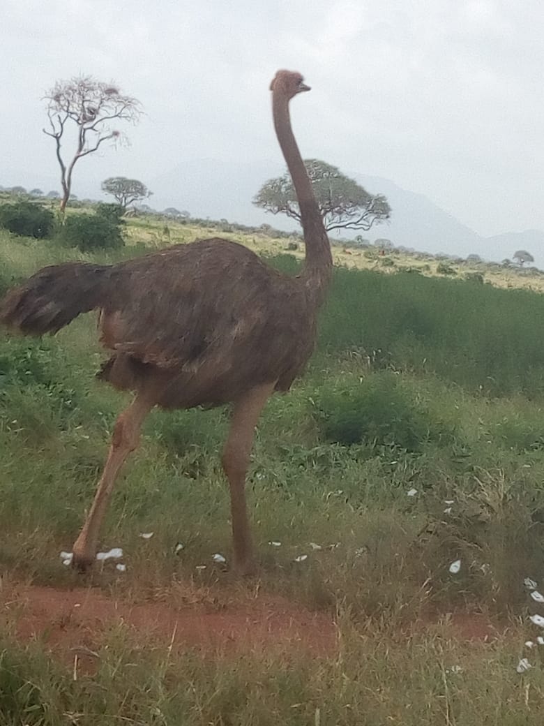 Ostrich Photo